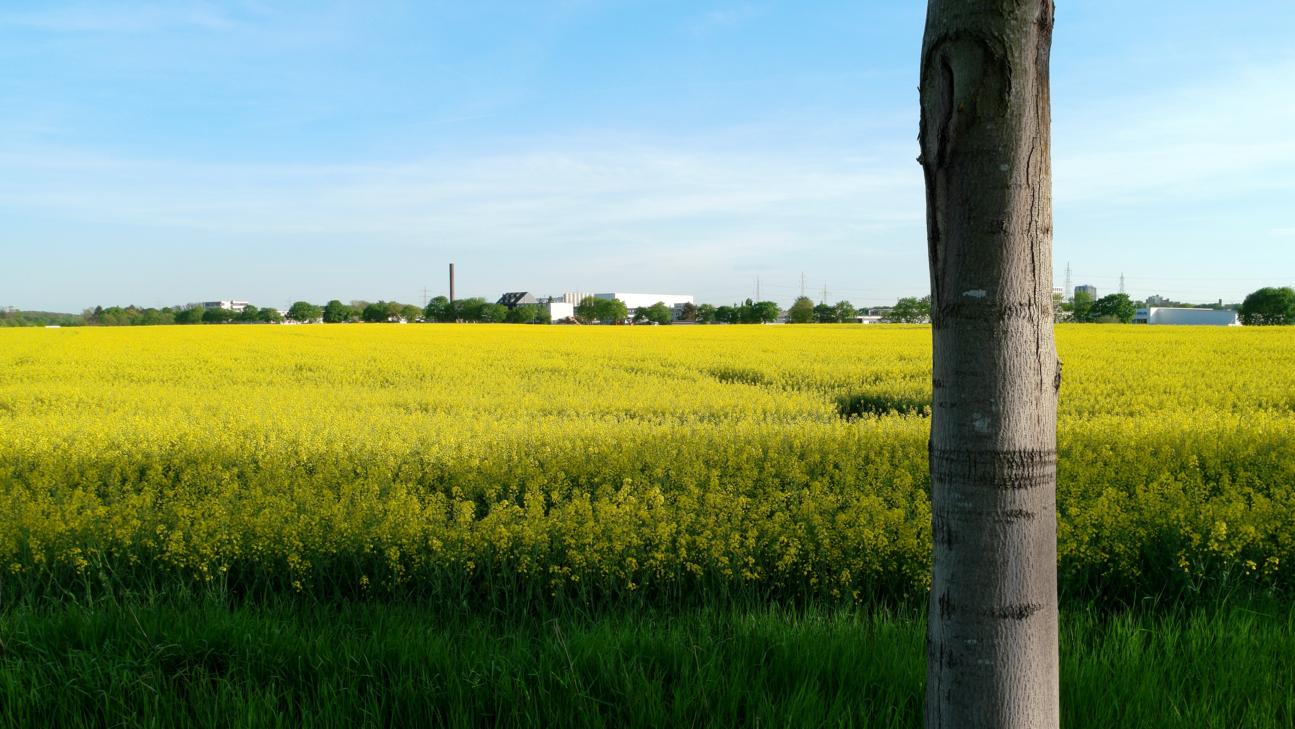 FelderMaarhaeuserWeg